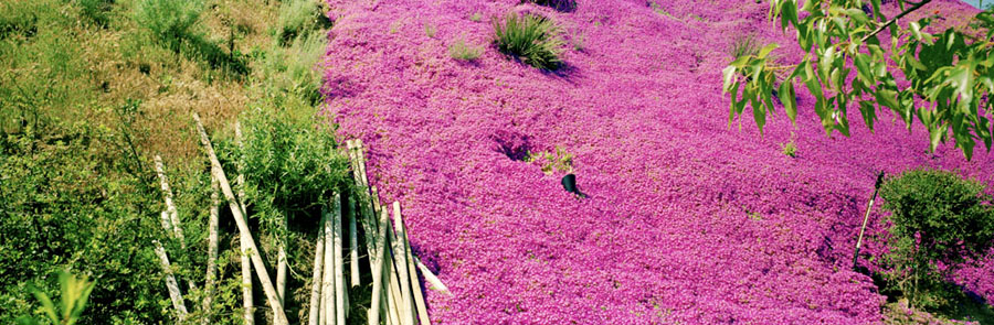 A photograph of a bright pink flower field next to a trees and grass.