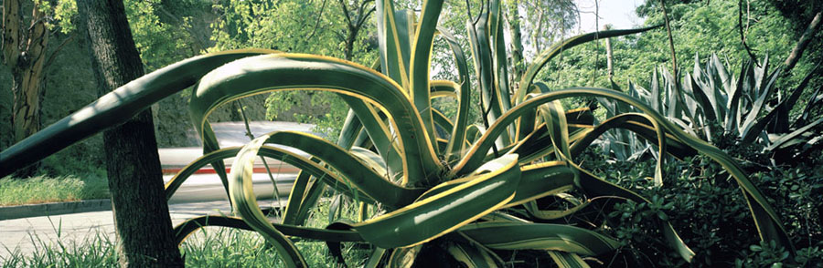 A lush plant growing next to a busy street.