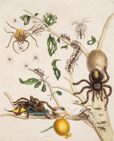 Maria Sibylla Merian, Plate 18 from Dissertation in Insect Generations and Metamorphosis in Surinam, 2nd Ed., 1719; Hand-colored engraving on paper, 20 ½ x 14 ¼ in.; National Museum of Women in the Arts, Gift of Wallace and Wilhelmina Holladay; On view in Super Natural
