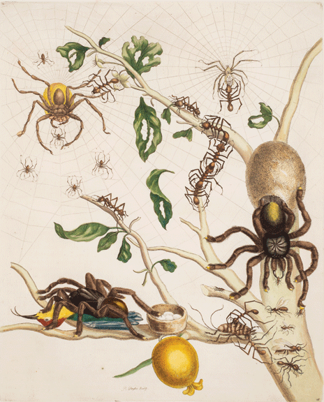 A detailed engraving portrays fearsome tarantulas arrayed on a tree limb swarming with small spiders and large ants. It bears a single bulbous yellow fruit. One tarantula feasts on a hummingbird, while another tends an egg sac. A third hunts in webs spun amid upper branches.