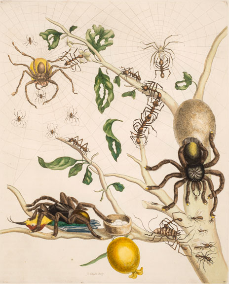 A detailed engraving portrays fearsome tarantulas arrayed on a tree limb swarming with small spiders and large ants. It bears a single bulbous yellow fruit. One tarantula feasts on a hummingbird, while another tends an egg sac. A third hunts in webs spun amid upper branches.