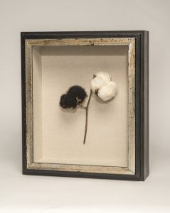 Black and silver frame with a cotton flower inside the glass.