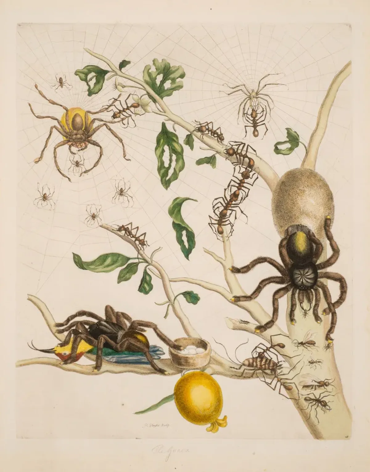 A detailed engraving portrays fearsome tarantulas arrayed on a tree limb swarming with small spiders and large ants. It bears a single bulbous yellow fruit. One tarantula feasts on a hummingbird, while another tends an egg sac. A third hunts in webs spun amid upper branches.