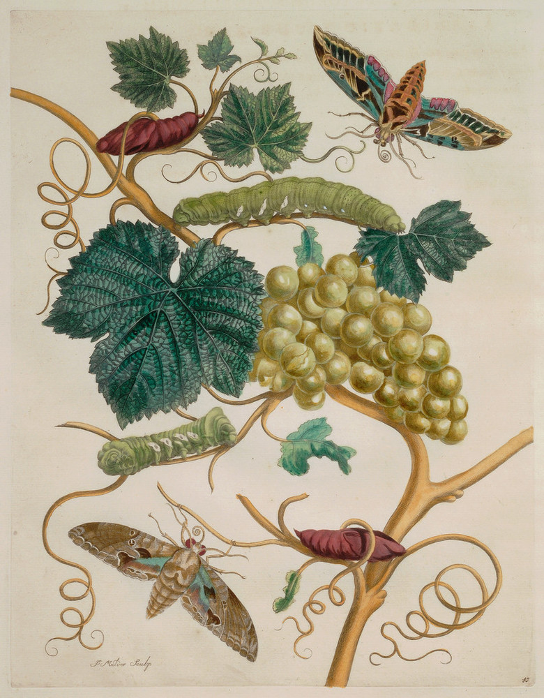 A detailed engraving features a grapevine bearing a cluster of plump, green grapes. Sprouting dark green leaves and curly-cue tendrils, the vine hosts two green caterpillars and two pupa. One large moth hovers in the upper right and another at the lower left.