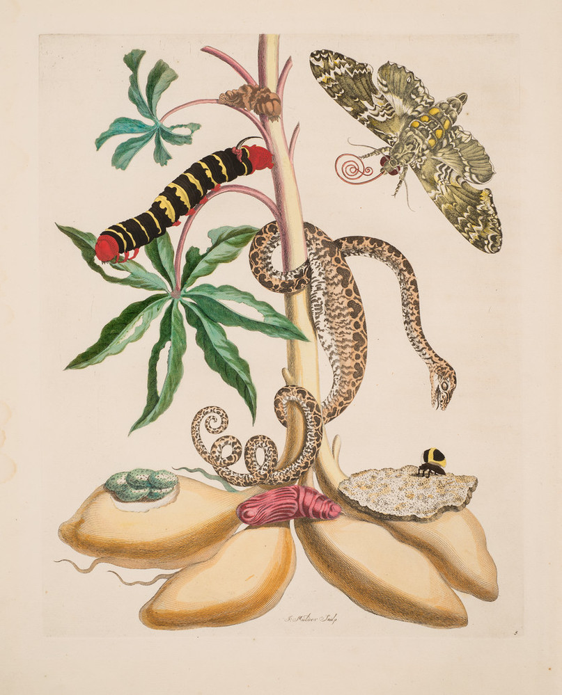 A detailed engraving shows a brown snake entwined with a plant stalk bearing insect-nibbled, pinwheel-shaped green leaves and yellow bulbs at the roots, which support a pupa. A black, red, and yellow caterpillar sits on a stem, and a brown and gray moth hovers in the upper right.