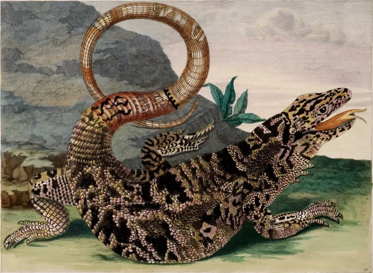 A detailed engraving portrays a large, black and tan lizard in precise detail. Facing right and positioned in front of a gray rock, the reptile extends its red, forked tongue. The reptile curls its lengthy tail into an O-shape suspended decoratively above its scaly torso.