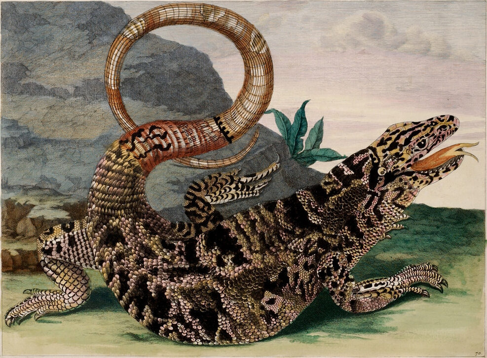 A detailed engraving portrays a large, black and tan lizard in precise detail. Facing right and positioned in front of a gray rock, the reptile extends its red, forked tongue. The reptile curls its lengthy tail into an O-shape suspended decoratively above its scaly torso.