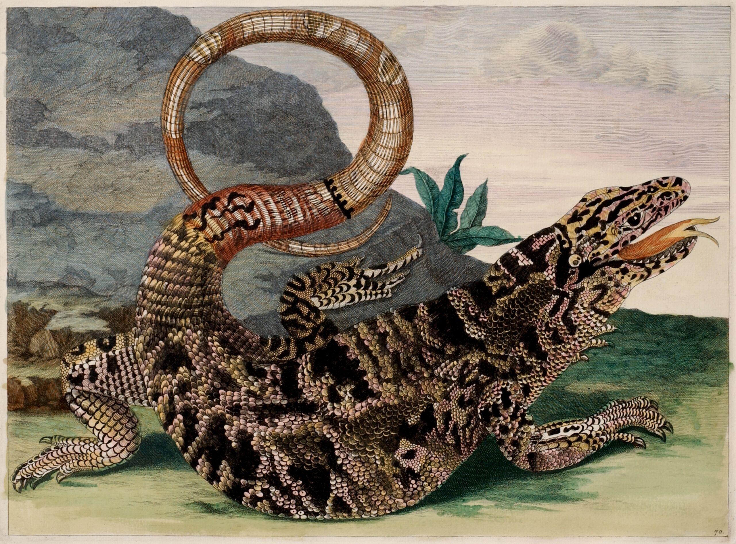 A detailed engraving portrays a large, black and tan lizard in precise detail. Facing right and positioned in front of a gray rock, the reptile extends its red, forked tongue. The reptile curls its lengthy tail into an O-shape suspended decoratively above its scaly torso.