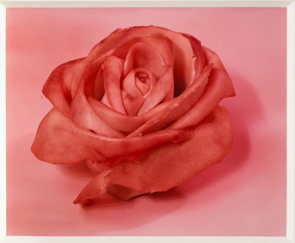 "Color photograph of an object that looks like a stemless rose. Its petals are open and its pink color deepens along its slightly curled edges. The outermost petal peels away from the flower, its edges torn. The object sits on a pink background and casts a subtle shadow. "