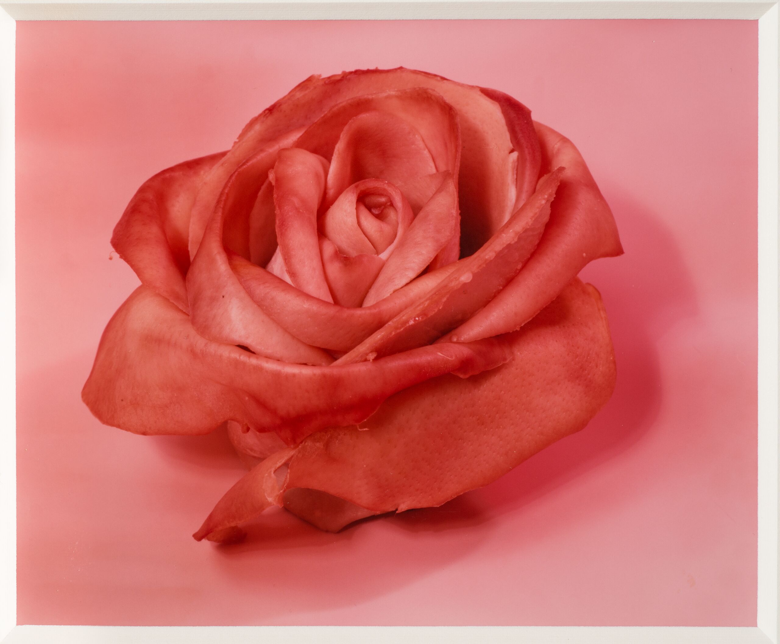Color photograph of an object that looks like a stemless rose. Its petals are open and its pink color deepens along its slightly curled edges. The outermost petal peels away from the flower, its edges torn. The object sits on a pink background and casts a subtle shadow.