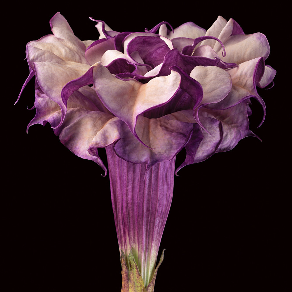 Close-up photograph shows a trumpet-shaped flower against a dark black background. The flower's striated long neck erupts in a profusion of purple and white petals that dominate the composition.