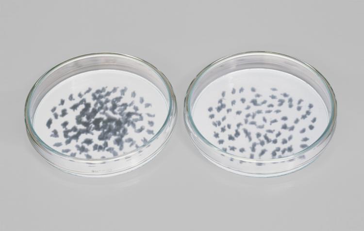 Bright and sterile photograph of two petri dishes containing what appear to be bacteria cultures and lit from beneath. Upon closer inspection, the bacteria cultures are masses of tiny, silhouetted people photographed from above.