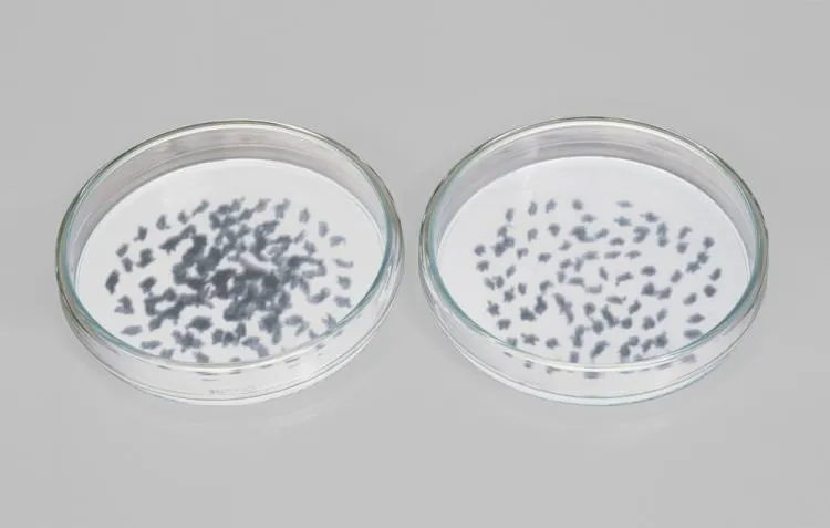 Bright and sterile photograph of two petri dishes containing what appear to be bacteria cultures and lit from beneath. Upon closer inspection, the bacteria cultures are masses of tiny, silhouetted people photographed from above.