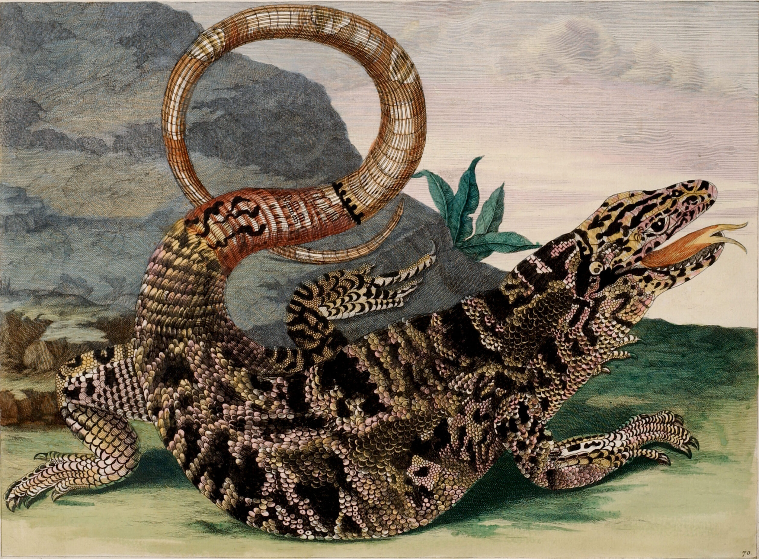 A detailed engraving portrays a large, black and tan lizard in precise detail. Facing right and positioned in front of a gray rock, the reptile extends its red, forked tongue. The reptile curls its lengthy tail into an O-shape suspended decoratively above its scaly torso.