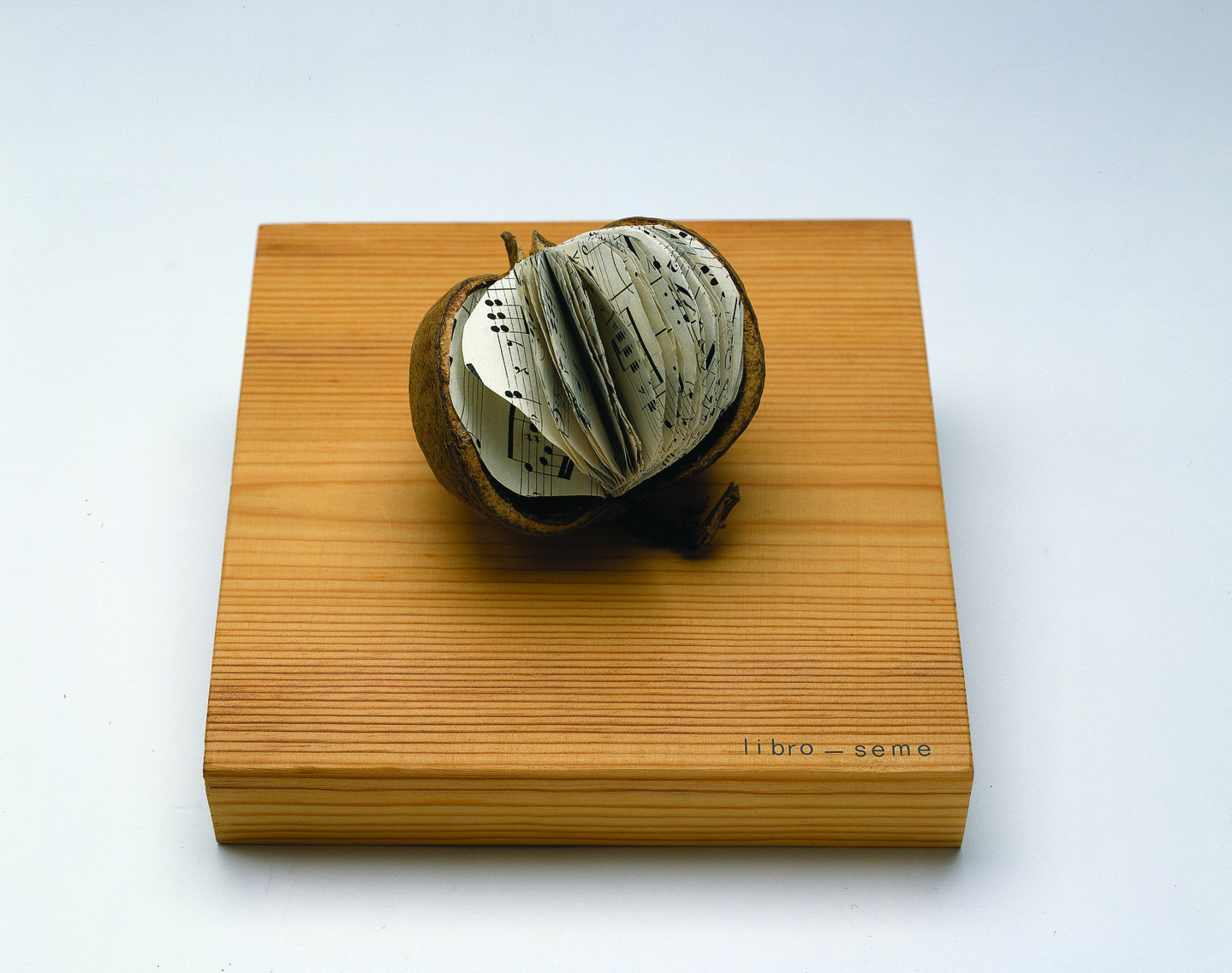 The small seed of a tropical fruit sits on top of a square wooden base that reads Libro-Seme. Inside the seed are cut sheets of music filling the seed like a book.