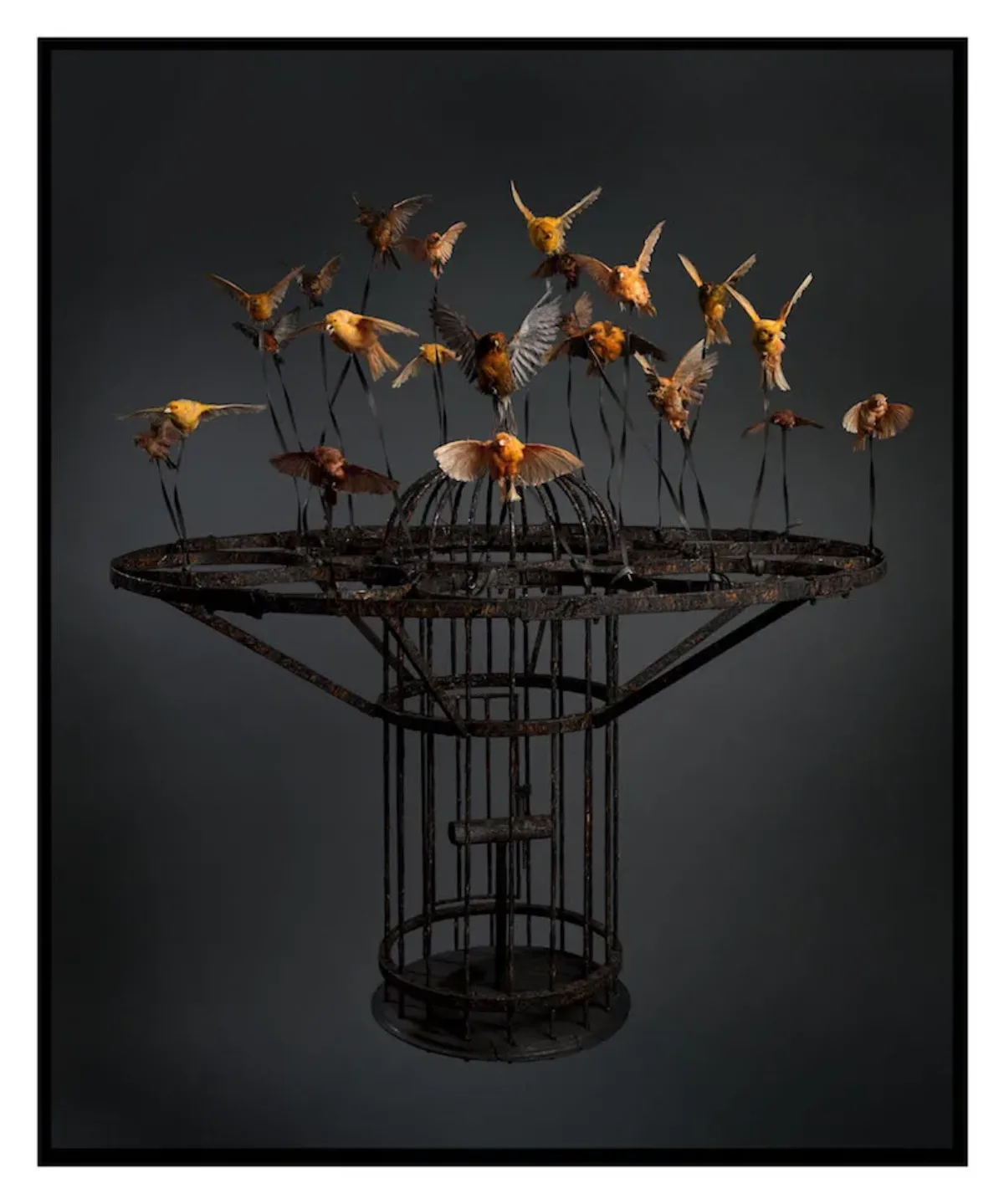 Large, black steel birdcage held aloft by over a dozen orange and yellow songbirds in flight, tethered to the cage by wires.