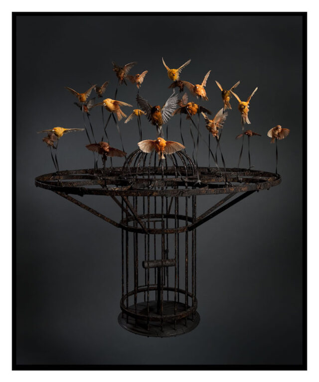 Large, black steel birdcage held aloft by over a dozen orange and yellow songbirds in flight, tethered to the cage by wires.