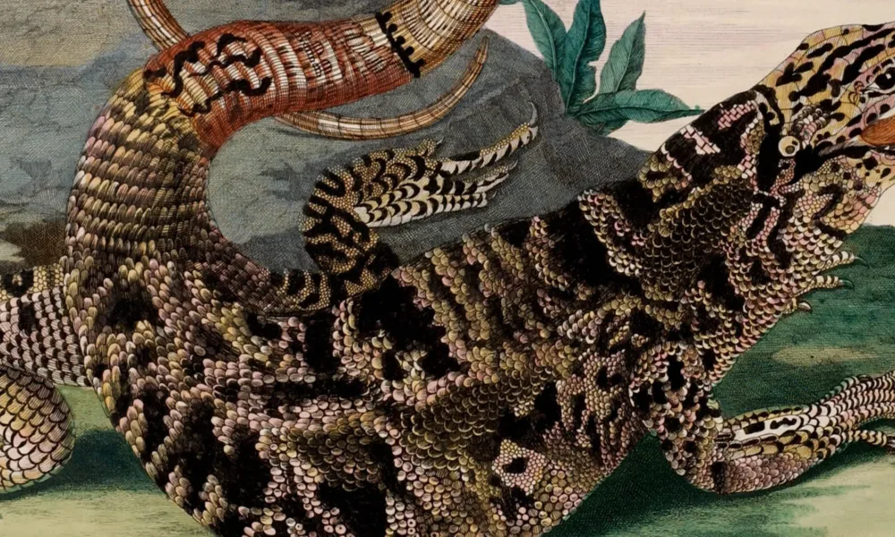 A detailed engraving portrays a large, black and tan lizard in precise detail. Facing right and positioned in front of a gray rock, the reptile extends its red, forked tongue. The reptile curls its lengthy tail into an O-shape suspended decoratively above its scaly torso.