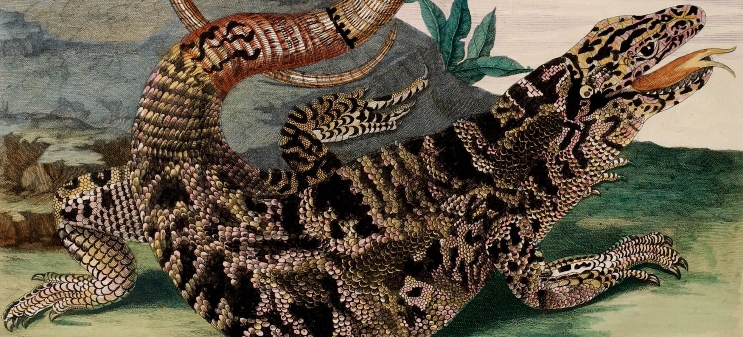 A detailed engraving portrays a large, black and tan lizard in precise detail. Facing right and positioned in front of a gray rock, the reptile extends its red, forked tongue. The reptile curls its lengthy tail into an O-shape suspended decoratively above its scaly torso.