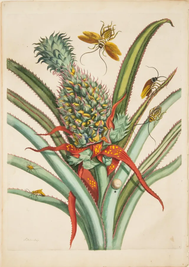 A large green-and-gold pineapple occupies the center of a detailed engraving. Unharvested, it rises amid red and green blade-like, spiny leaves, which radiate out from the main stem. Cockroaches at various stages of development rove the plant, while a winged adult hovers above.