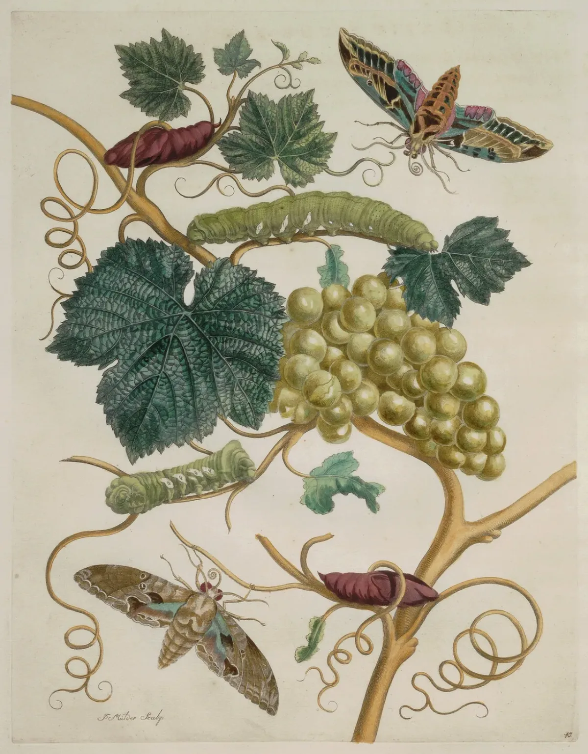 A detailed engraving features a grapevine bearing a cluster of plump, green grapes. Sprouting dark green leaves and curly-cue tendrils, the vine hosts two green caterpillars and two pupa. One large moth hovers in the upper right and another at the lower left.