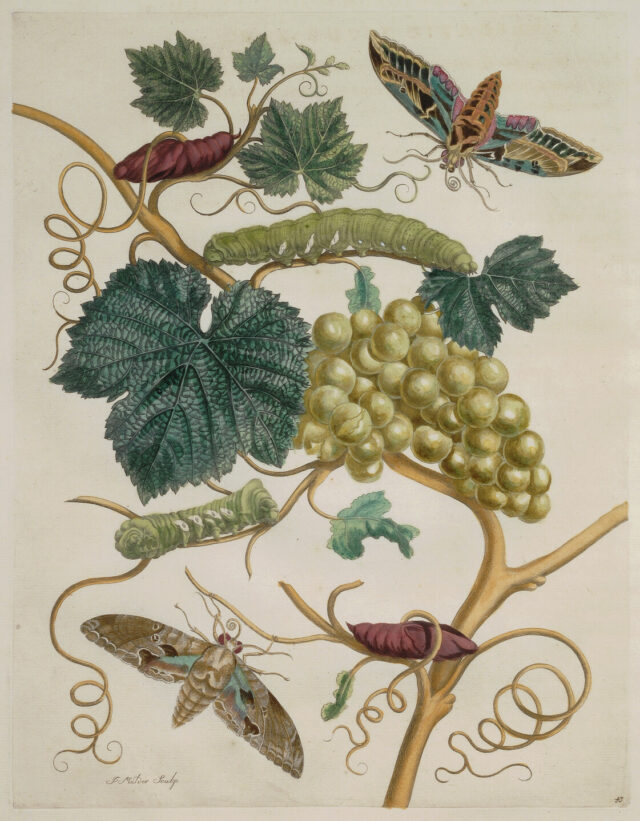 A detailed engraving features a grapevine bearing a cluster of plump, green grapes. Sprouting dark green leaves and curly-cue tendrils, the vine hosts two green caterpillars and two pupa. One large moth hovers in the upper right and another at the lower left.