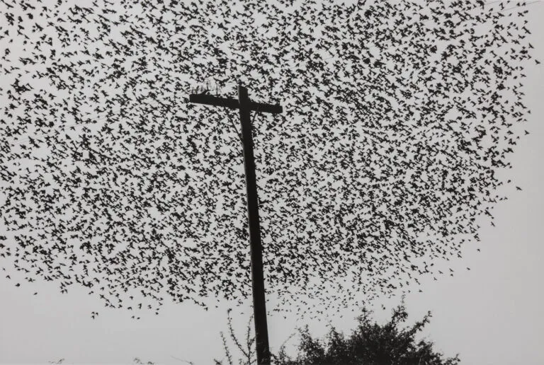 Graciela Iturbide, Pájaros en el poste, Carretera (Birds on the Post, Highway), Guanajuato, 1990; Gelatin silver print, 11 ⅝ x 17 ½ in.; Museum of Fine Arts, Boston; Museum purchase with funds donated by John and Cynthia Reed, Charles H. Bayley Picture and Painting Fund, Barbara M. Marshall Fund, Lucy Dalbiac Luard Fund, Horace W. Goldsmith Foundation Fund for Photography, Francis Welch Fund, and Jane M. Rabb Fund for Film and Photography; © Graciela Iturbide; Courtesy Museum of Fine Arts, Boston