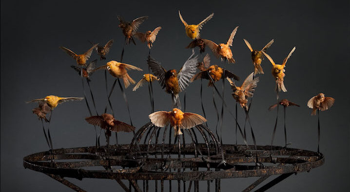 Large, black steel birdcage held aloft by over a dozen orange and yellow songbirds in flight, tethered to the cage by wires.