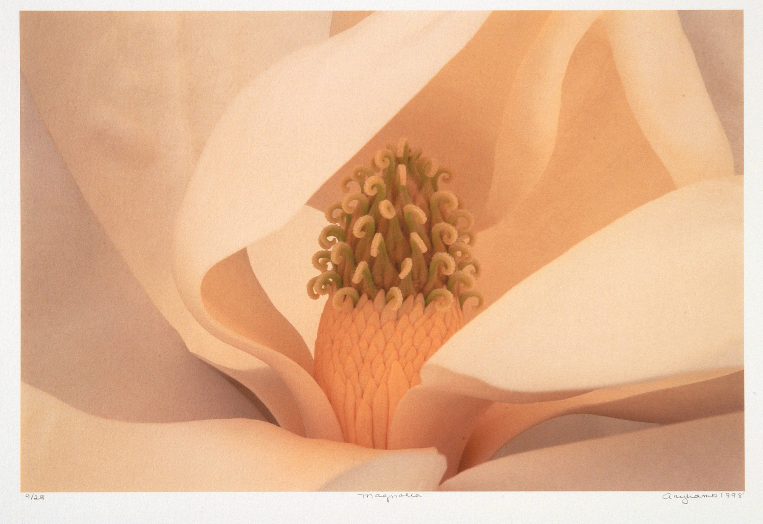 Close up photograph of the inside of a pale pink magnolia flower. The petals appear gauzey and the stamen is made of delicate curled pieces atop a coral base.