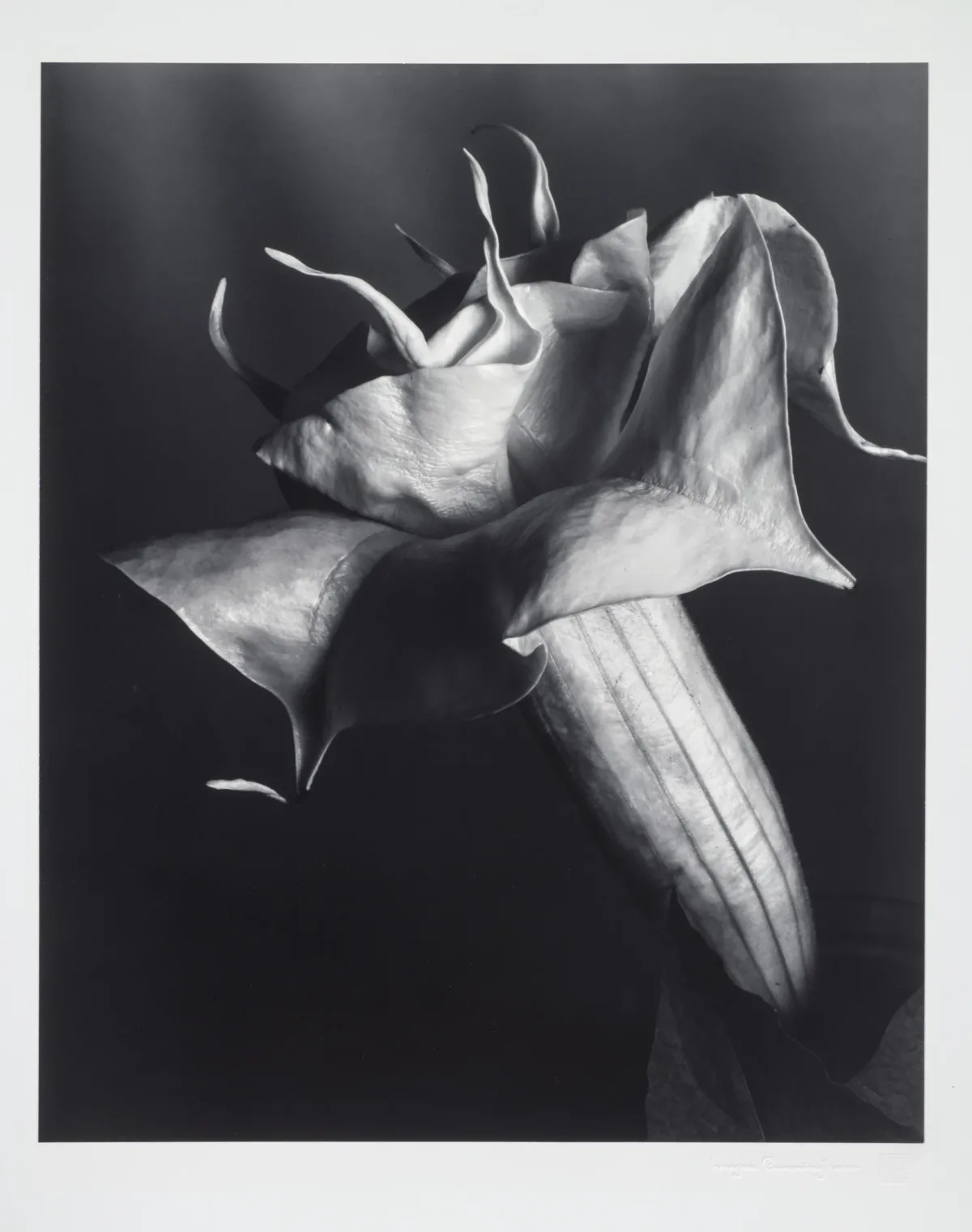 A black and white photograph of a Datura flower. The flower’s bloom is in profile, and the high contrast image, set against a dark background, reveals each fold, ripple, and vein in the flower’s stem and petals.