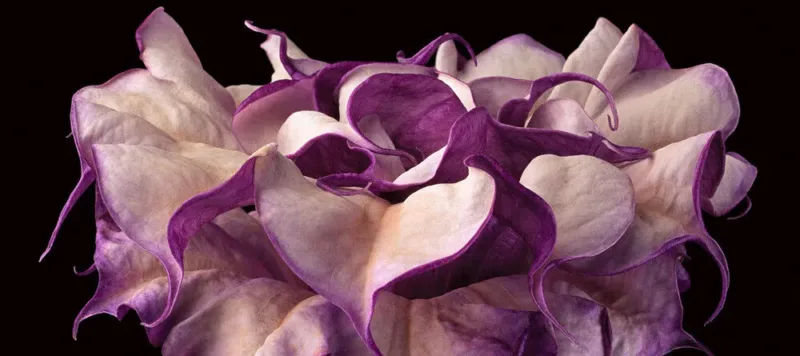 Close-up photograph shows a trumpet-shaped flower against a dark black background. The flower's striated long neck erupts in a profusion of purple and white petals that dominate the composition.