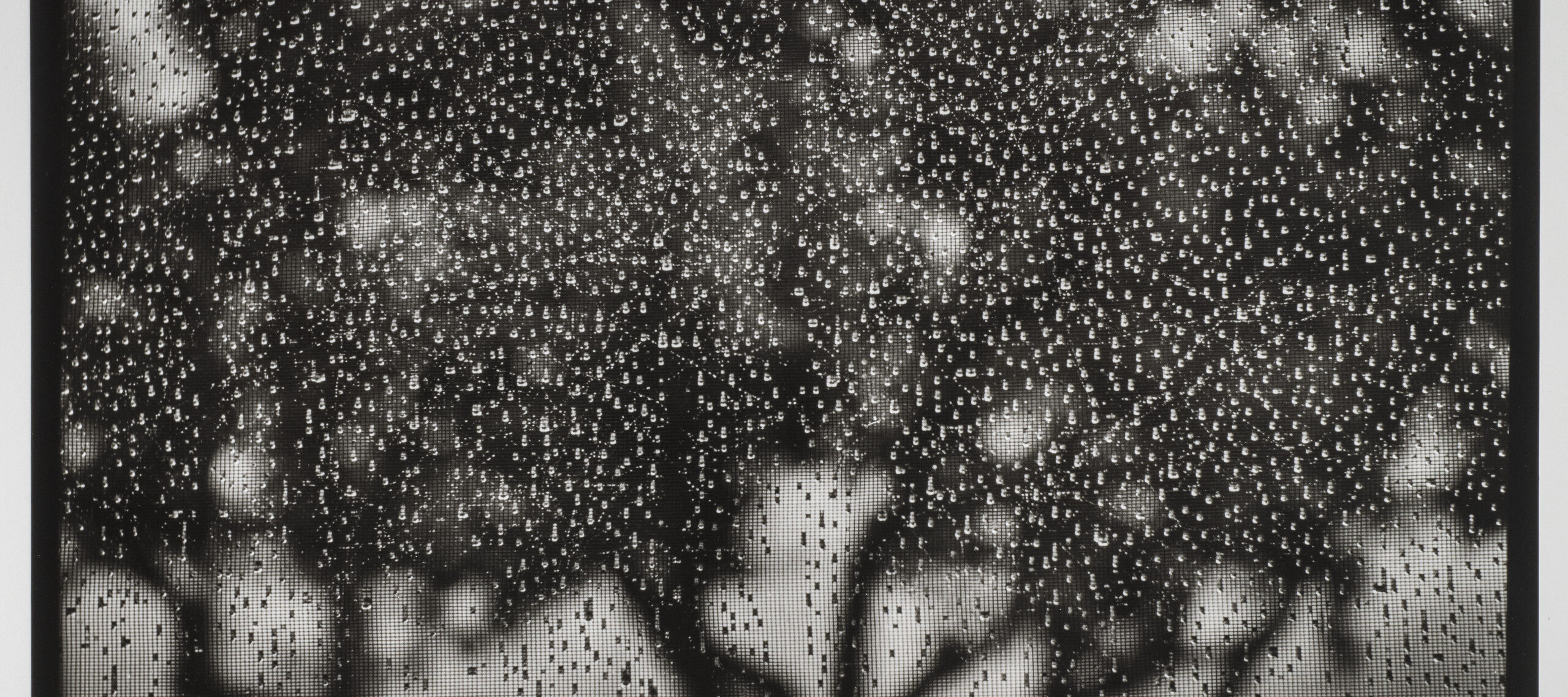 A black-and-white photo that is taken through a rain-spotted screen. Past the screen, the out-of-focus outline of a tree is visible, with a narrow trunk and many wayward branches that expand into a large canopy.