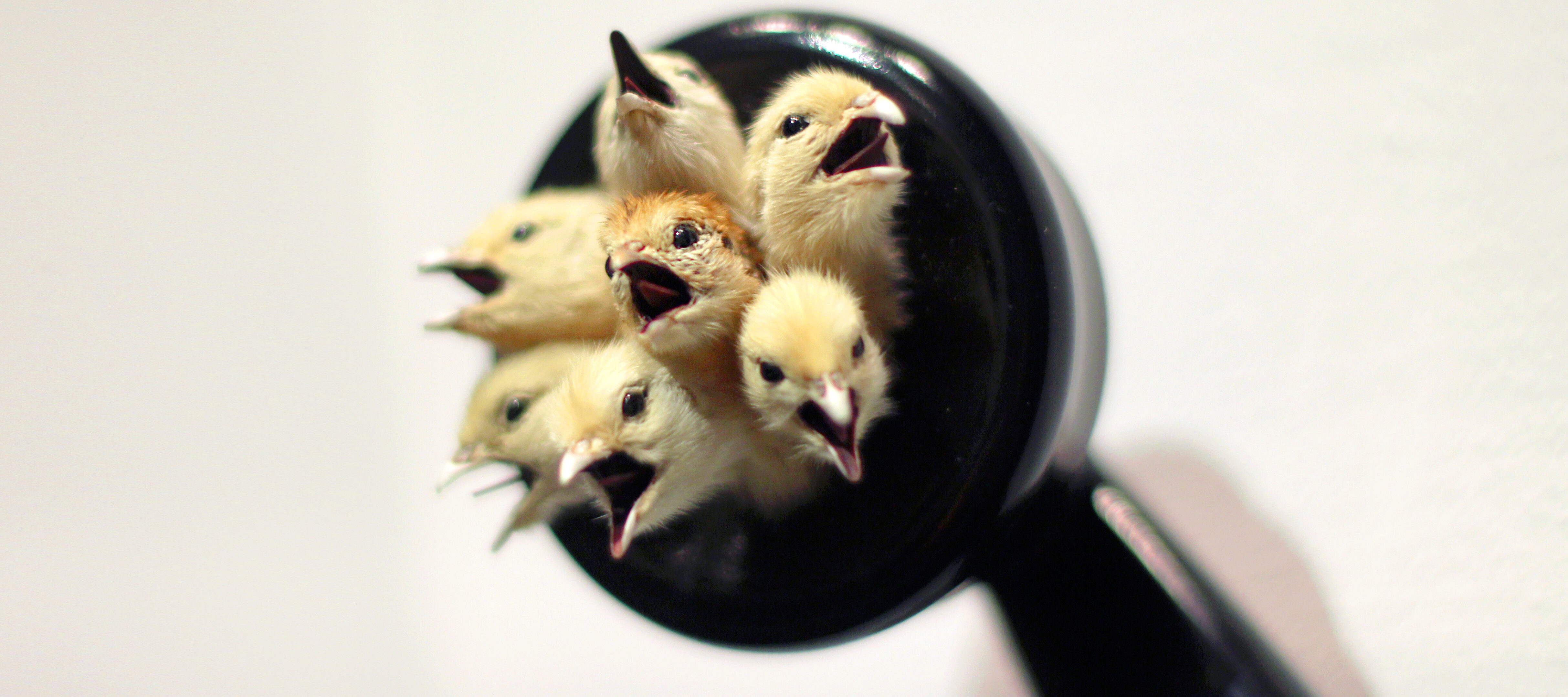 Old-fashioned black Bakelite telephone receiver with seven taxidermied chick heads with open beaks protruding from the earpiece.