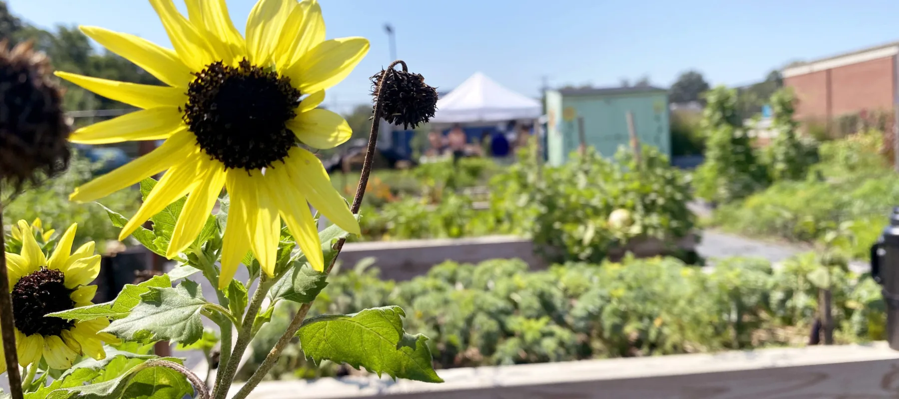 A bright yellow sunflower in the foreground in front of a blurry background of wooden planter beds filled with lush, healthy, green plants growing in an urban garden.