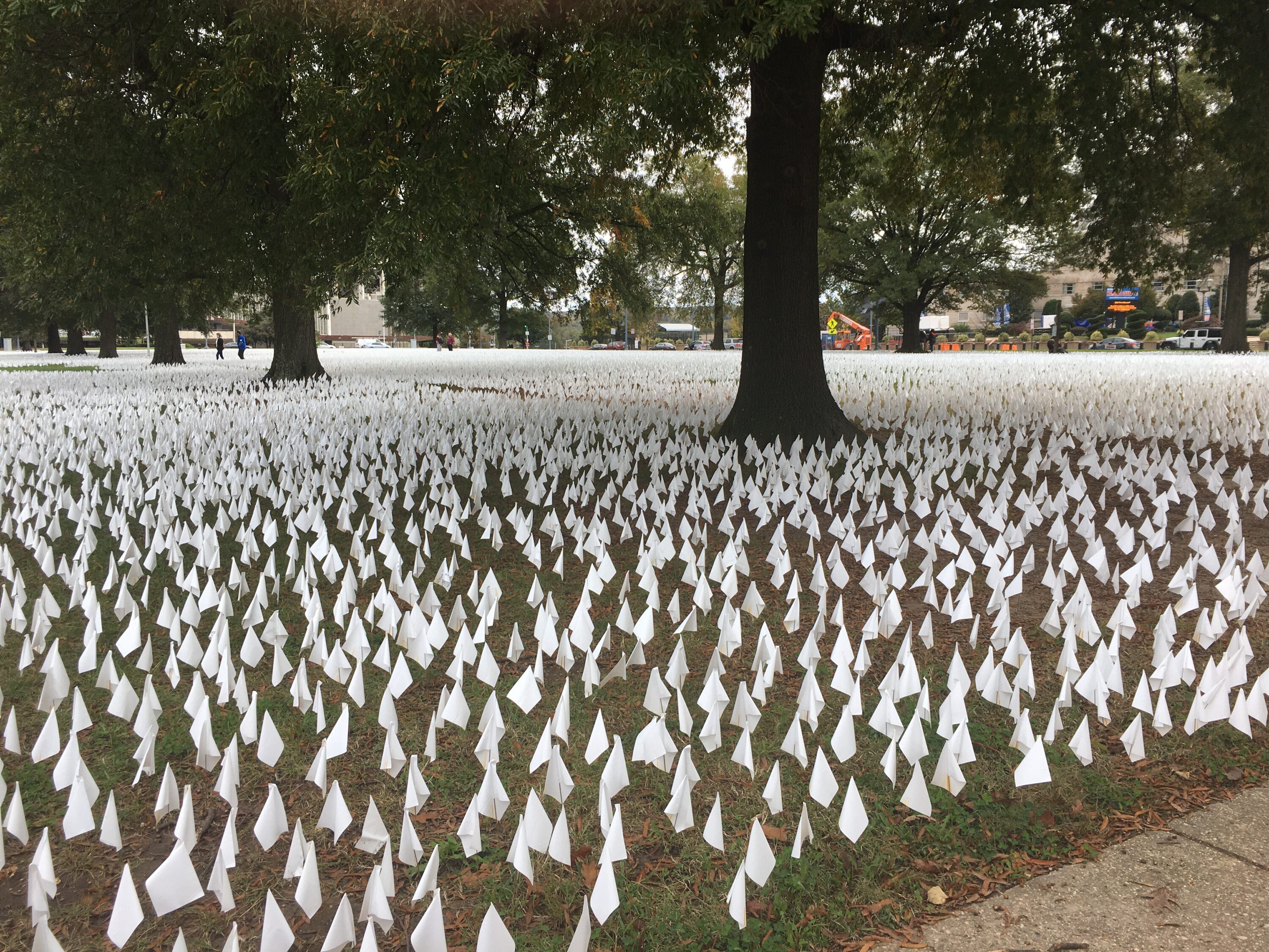 Thousands of small white flags dot the grounds of a grassy public space, a line of large trees break the thousands of flags.
