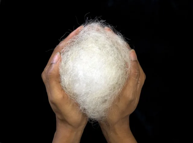 A pair of medium-dark skinned hands cupped together to hold a large, round tuft of white hair against a black background.