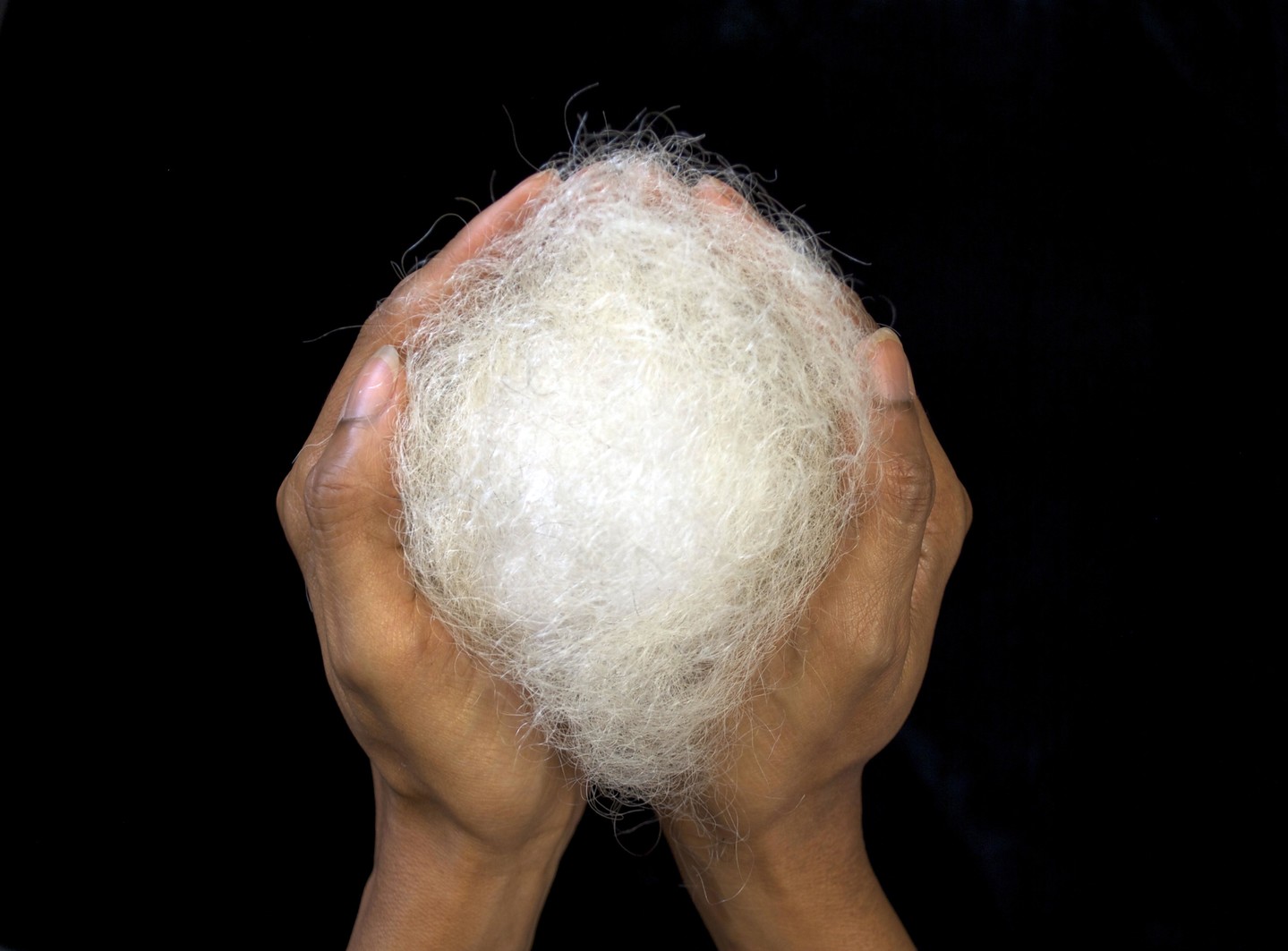 A color photograph of two hands holding a round tuft of white hair against a black background.