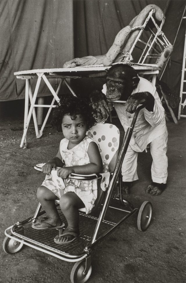A black-and-white photograph of a medium-dark skinned toddler seated in a stroller being pushed by a clothed chimpanzee wearing white pants and a button-up shirt. The child has short, dark, curly hair and wears a light colored sundress, and appears apprehensive.