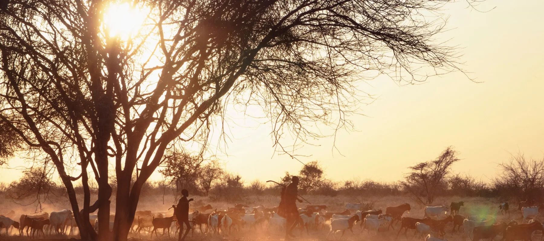 A large herd of goats walk across a dusty field at dawn, with two silhouetted people walking among them. The sun peeks through a silhouetted tree in the field.