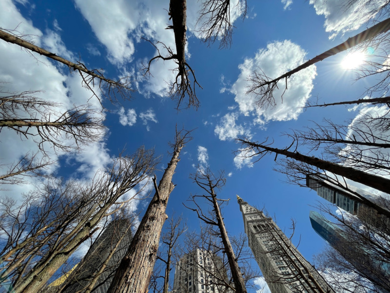 A photograph from a low angle, looking up into the sky. Many barren/dead trees are visible with skyscrapers in the background, the trees looking almost as tall as the buildings because of the angle. The sky is blue with white puffy clouds.