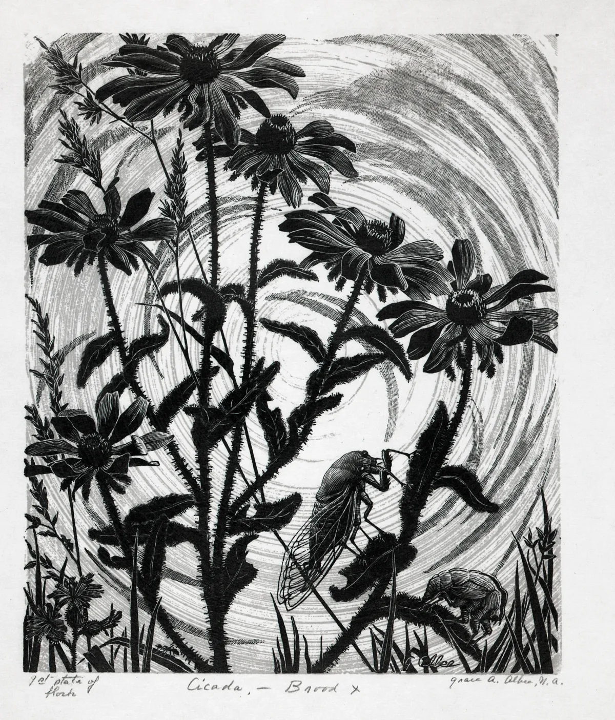 A black-and-white print of a pair of cicadas perched on the stems of wildflowers. Each blade of grass is delicately rendered; the hairy flower stems, imperfect petals, and lacy cicada wings appear almost tactile; and the low sun beams in ethereal spirals.