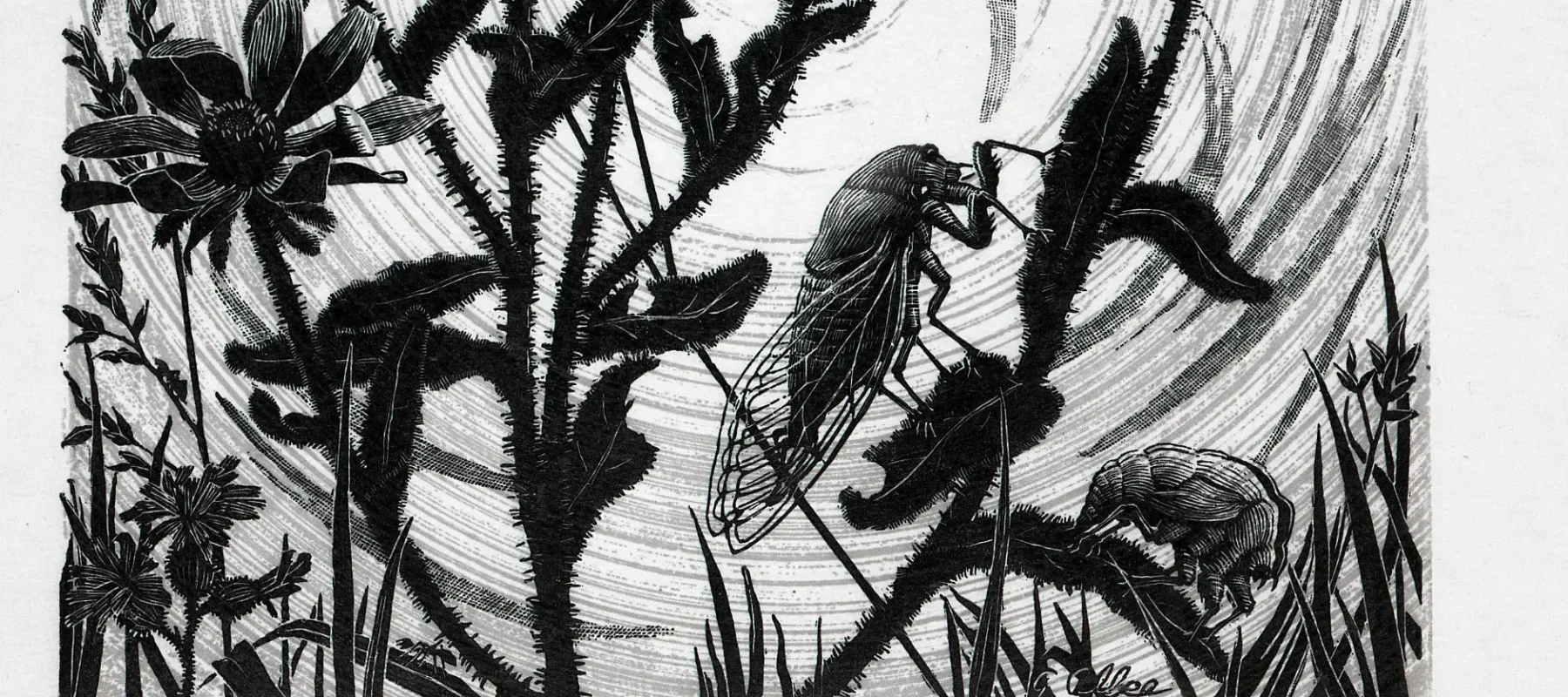 A black-and-white print of a pair of cicadas perched on the stems of wildflowers. Each blade of grass is delicately rendered; the hairy flower stems, imperfect petals, and lacy cicada wings appear almost tactile; and the low sun beams in ethereal spirals.