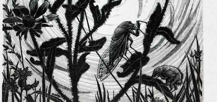 A black-and-white print of a pair of cicadas perched on the stems of wildflowers. Each blade of grass is delicately rendered; the hairy flower stems, imperfect petals, and lacy cicada wings appear almost tactile; and the low sun beams in ethereal spirals.