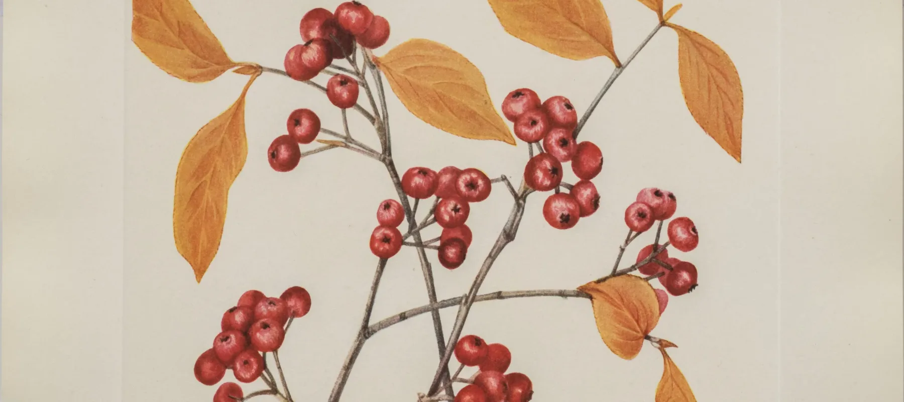 Pods of red berries and orange leaves of the red chokeberry plant are rendered in careful detail against a white background.