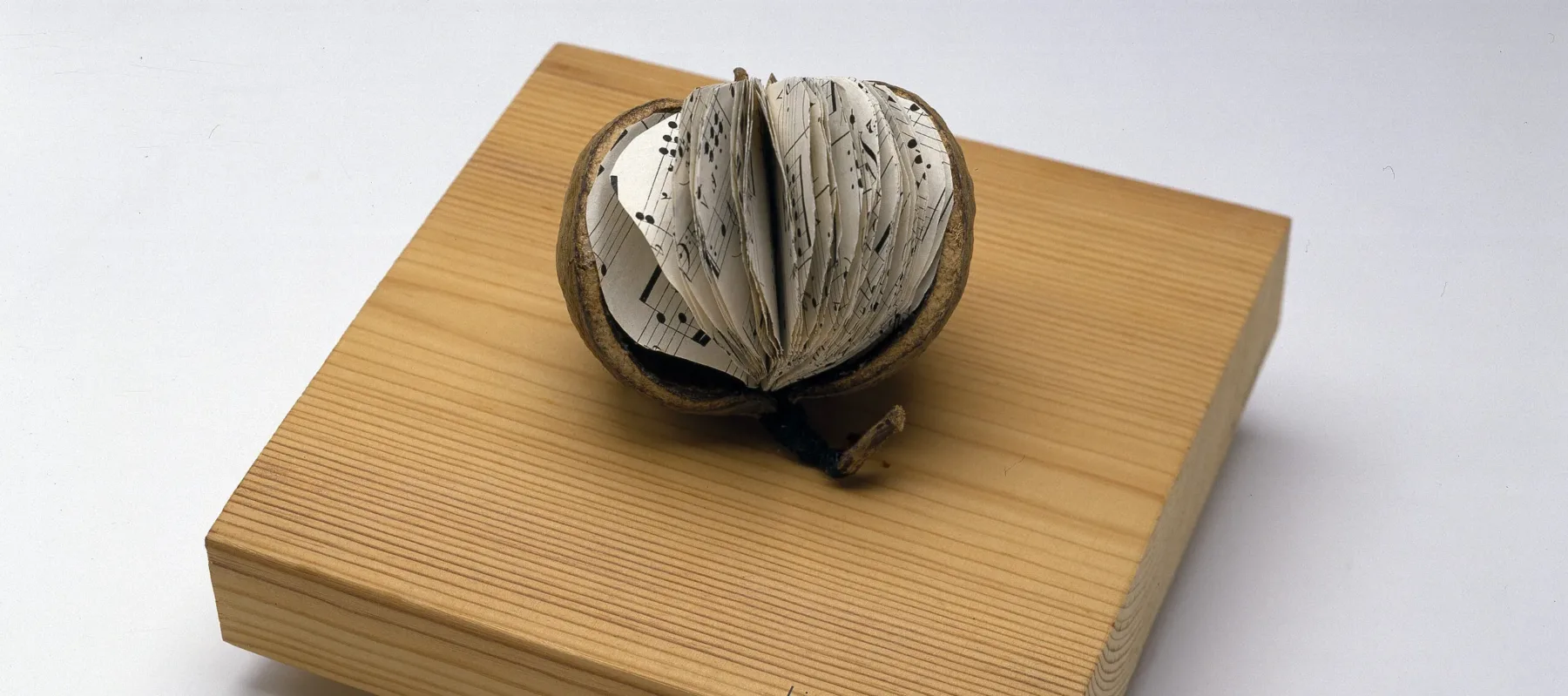 A brown, tropical fruit with a large segment of skin removed to reveal small, round pages of sheet music inside instead of fruit flesh. The book rests on a square woodblock with “libra—seme” printed in the bottom-right corner.