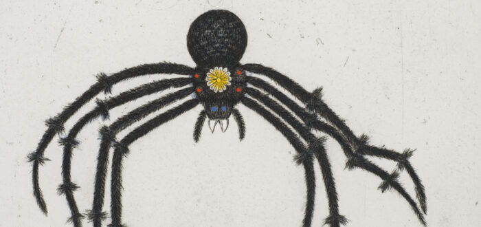 A deep auburn-colored octopus hovers above a larger, black spider with fuzzy legs, fangs, and blue eyes against a white background. There is a small white and yellow flower on the spider’s thorax and two red dots on each side of the flower.