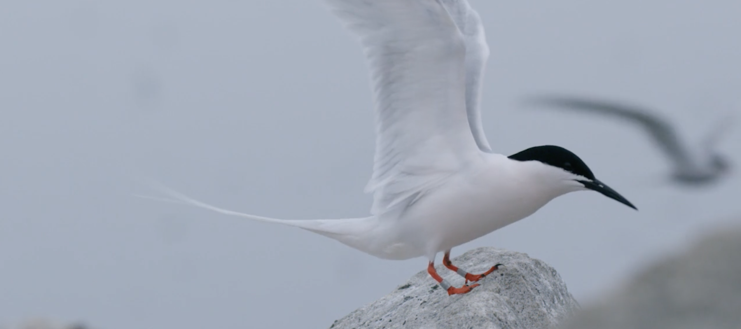 A small white bird with black feathers on its head, a black beak, and orange feet with tracking bands on them, rests on a rock with its wings outstretched. The background behind the bird is hazy.