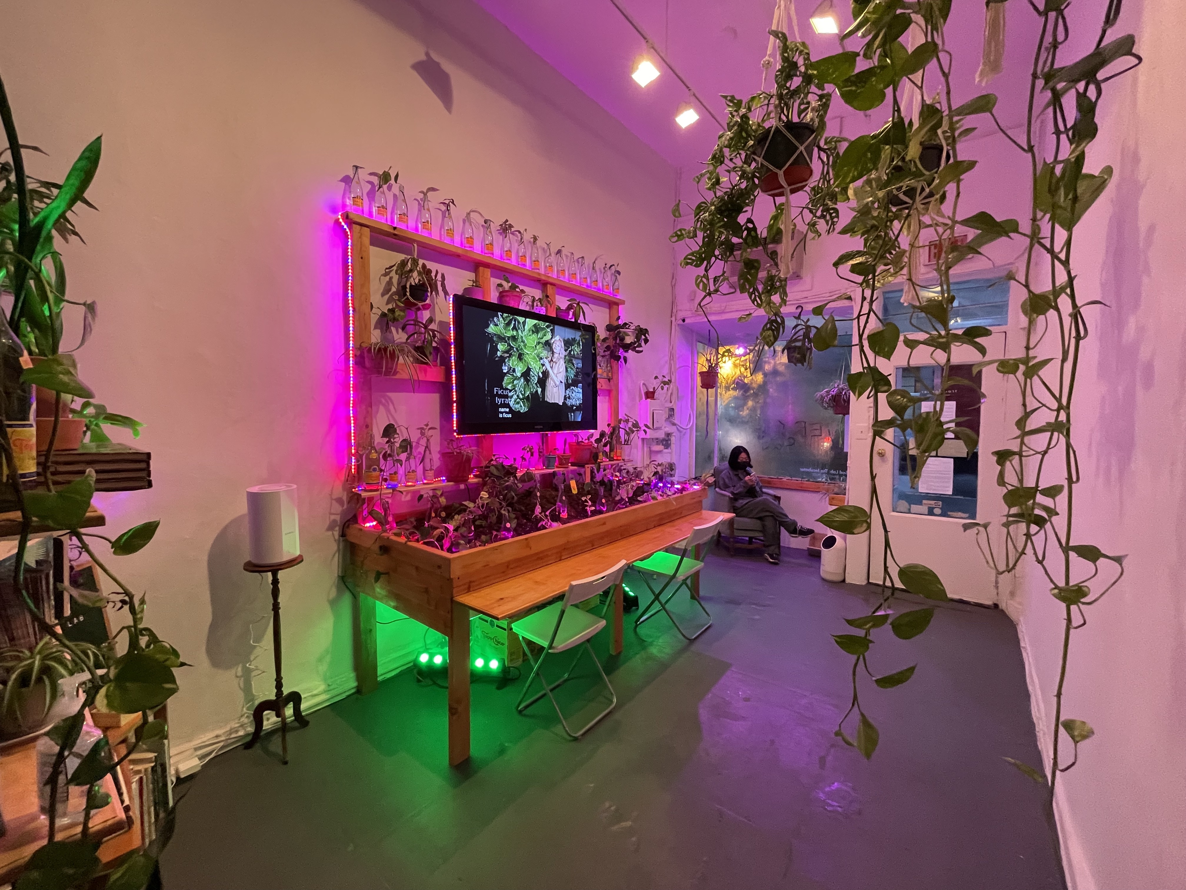 An installation view of a tiny gallery space shows a long wood desk and shelving set up against one wall, holding jars and pots of plant clippings with a flat screen TV mounted to the wall in the center. This space is backlit with purple and green neon lights. The space's front windows are hazy at dusk. A woman sits in a chair at the window reading something.