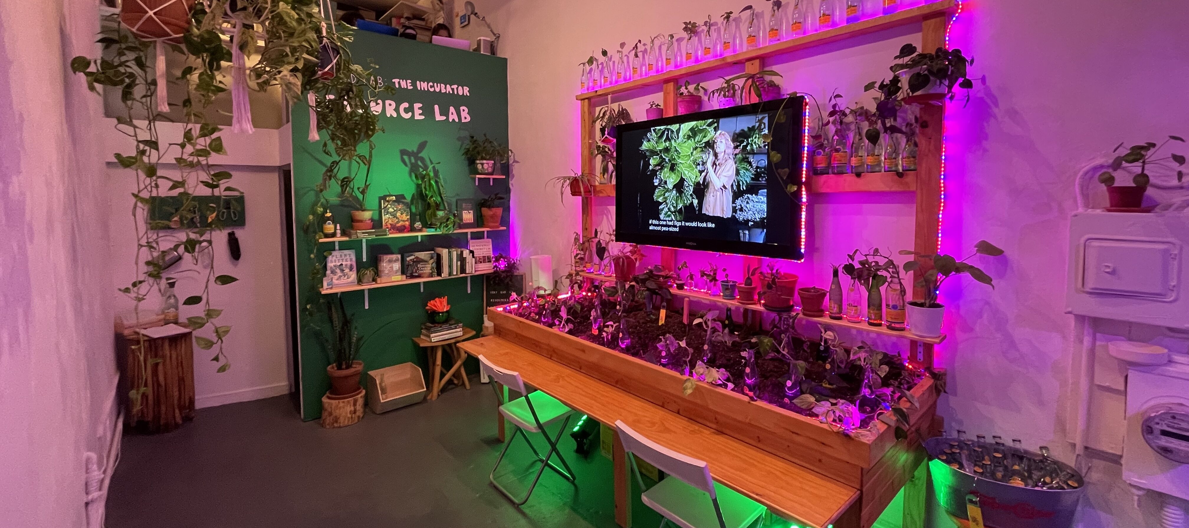 An installation view of a tiny gallery space shows a long wood desk and shelving set up against one wall, holding jars and pots of plant clippings with a flat screen TV mounted to the wall in the center. The back wall is painted green with white text on it: 
