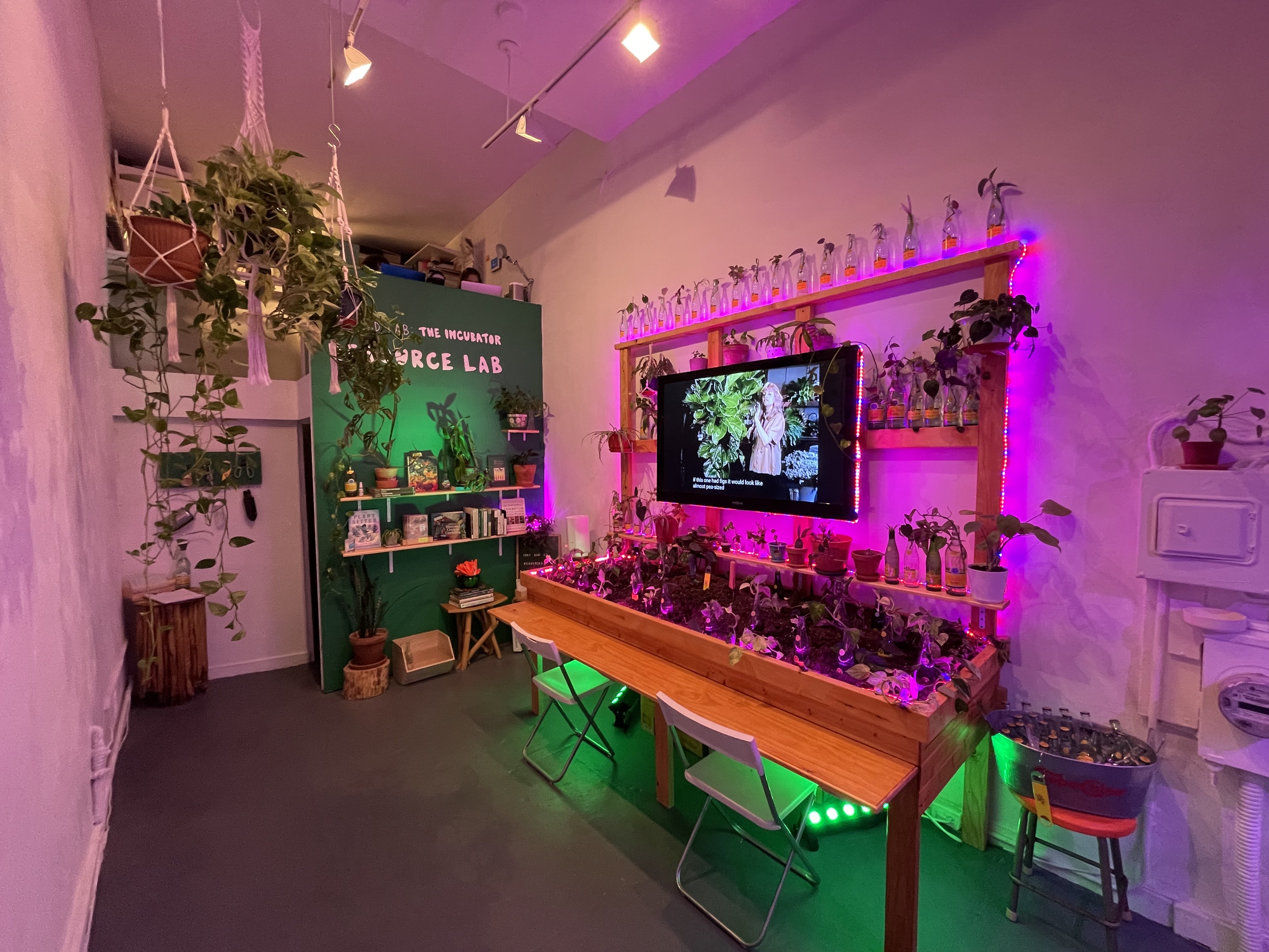 An installation view of a tiny gallery space shows a long wood desk and shelving set up against one wall, holding jars and pots of plant clippings with a flat screen TV mounted to the wall in the center. The back wall is painted green with white text on it: 